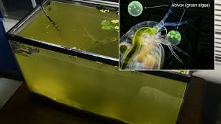 Raising Daphnia for the Freshwater Aquarium [upl. by Warga560]