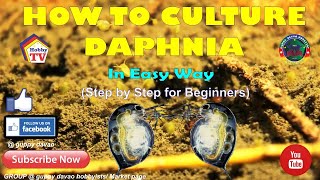 HOW TO CULTURE DAPHNIA In Easy Way [upl. by Rednasela]