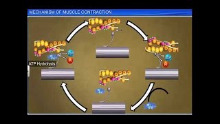 CBSE Class 11 Biology  Mechanism of Muscle Contraction [upl. by Tsirhc]