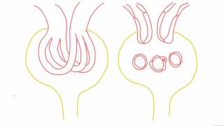 Mesangial cells  anatomy and function [upl. by Einaej]